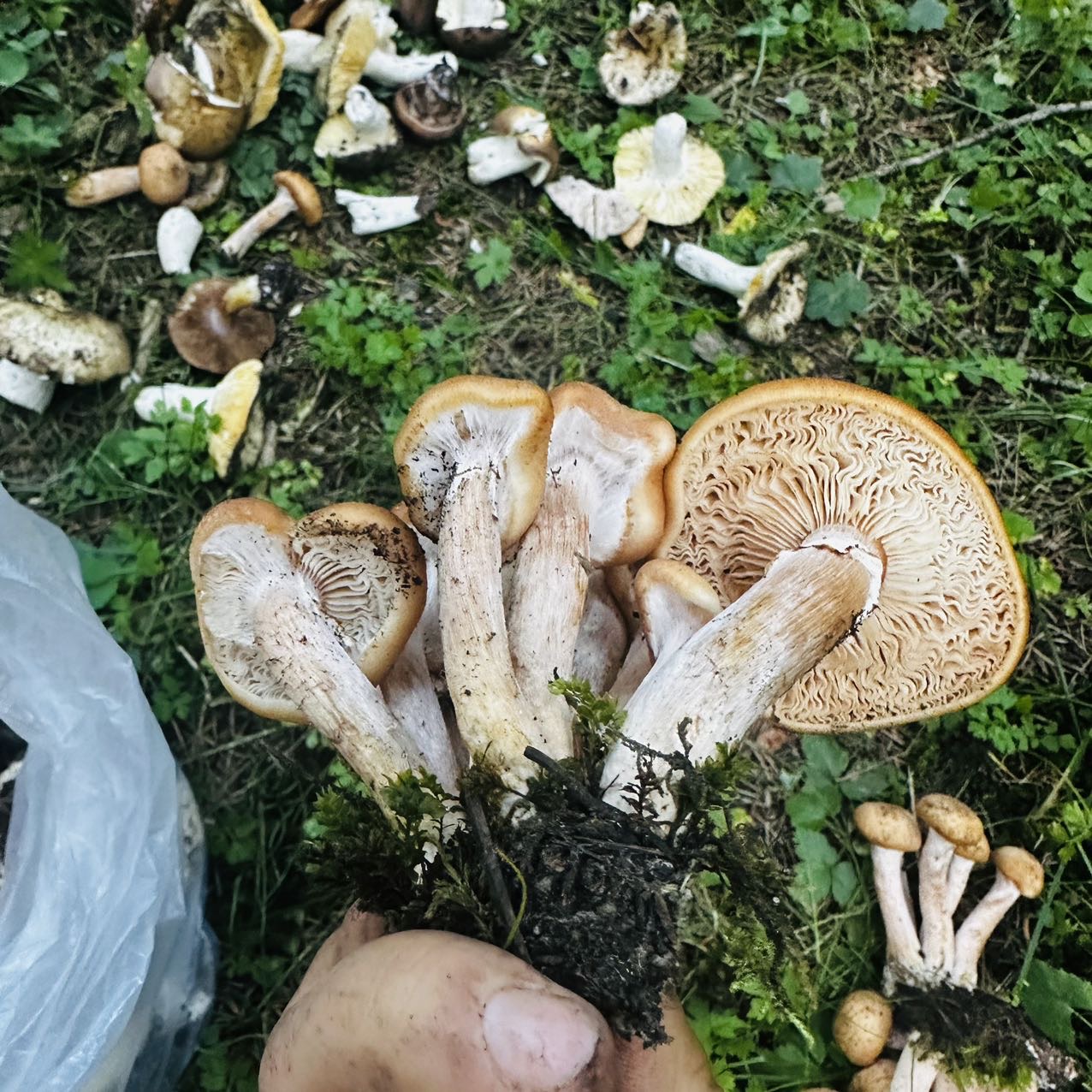 标本照片