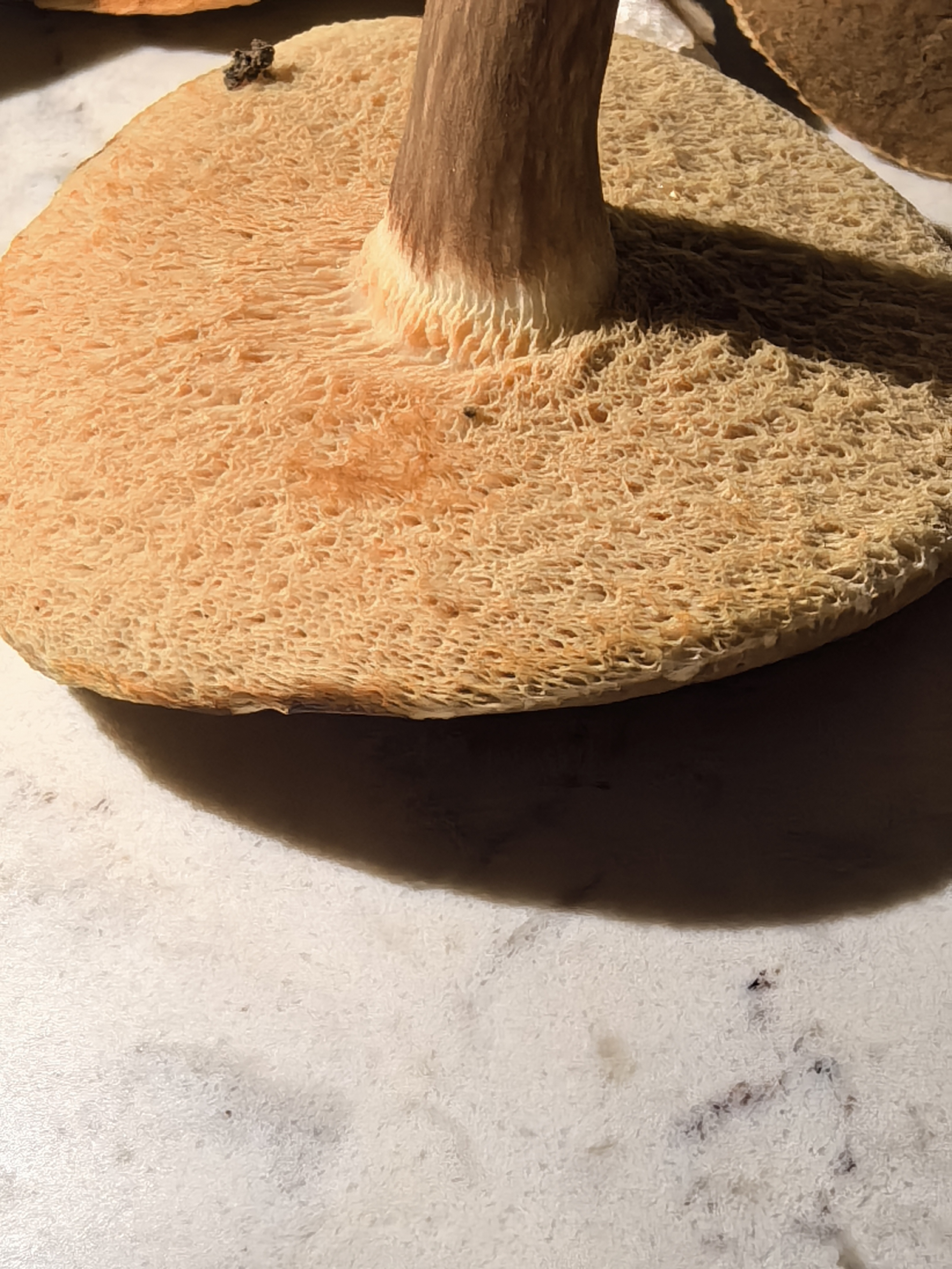 标本照片
