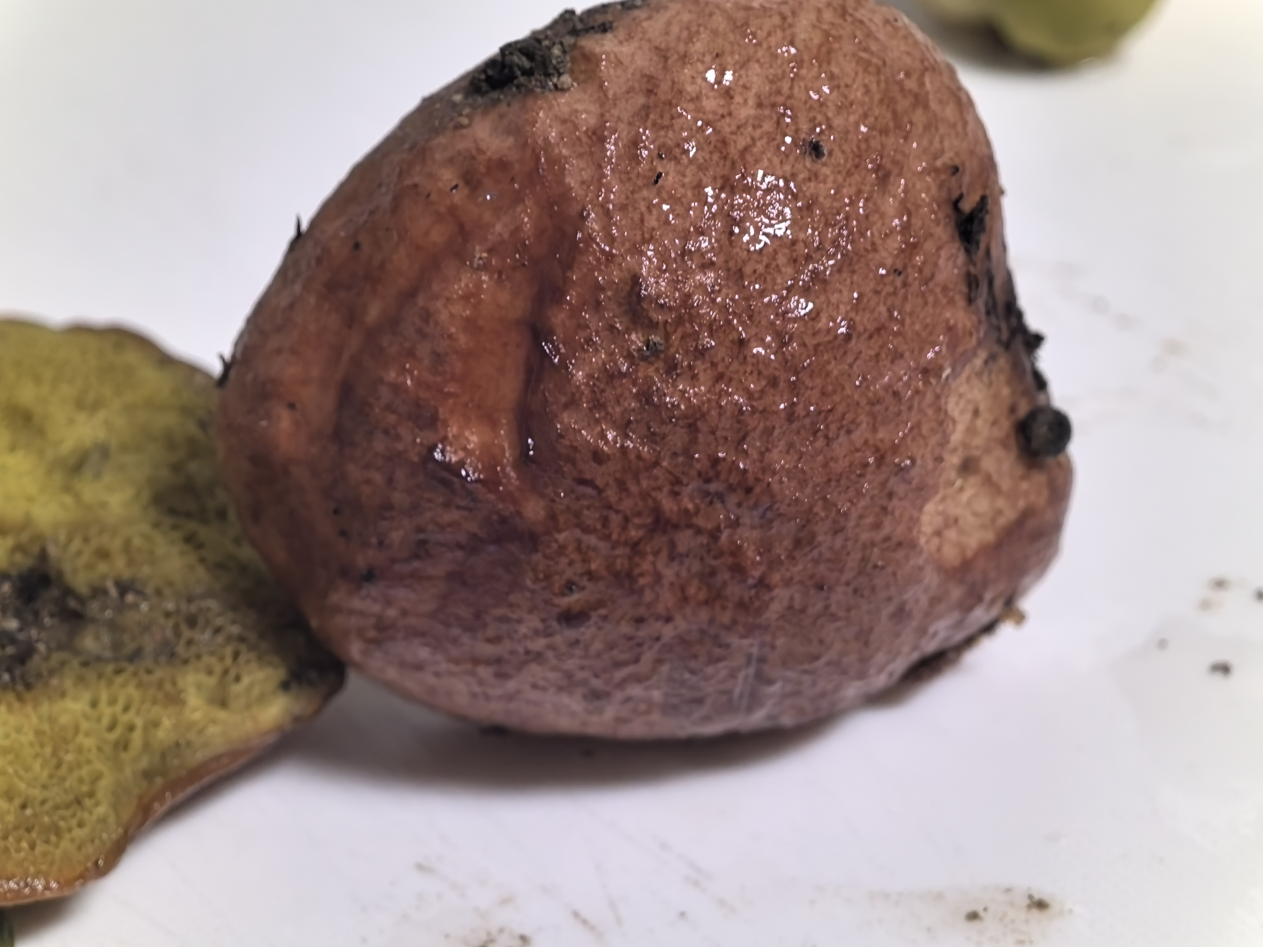 标本照片