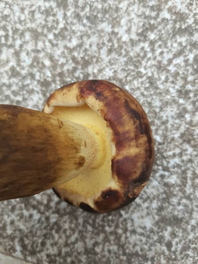 标本照片