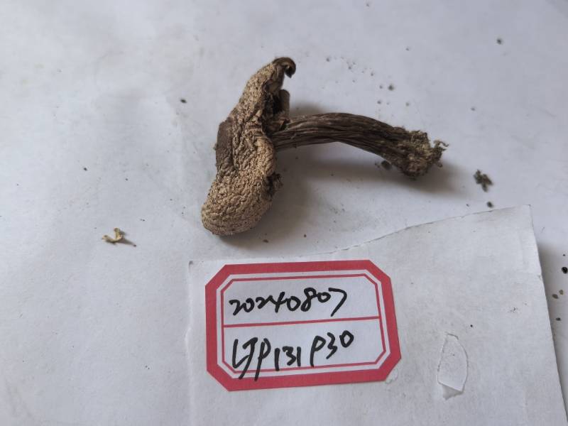 双环蘑菇