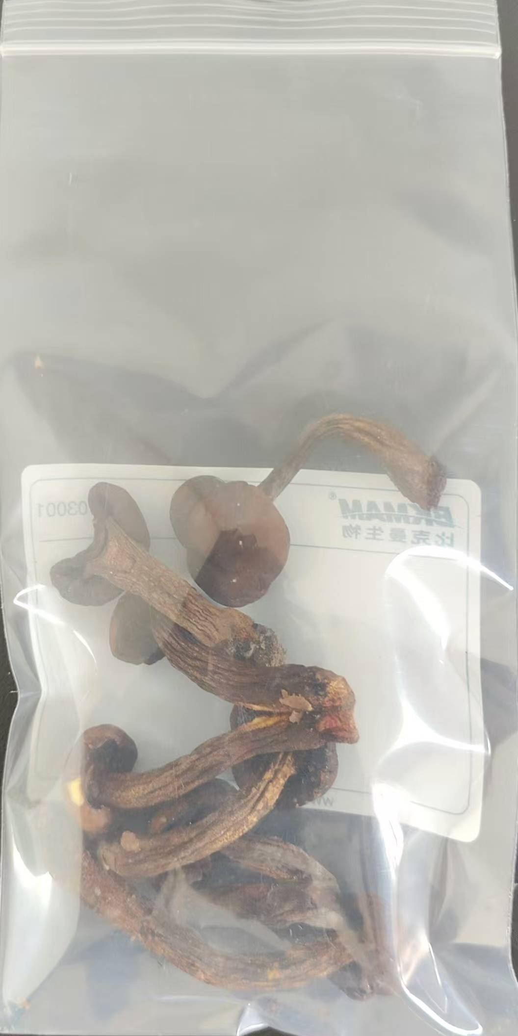 标本照片