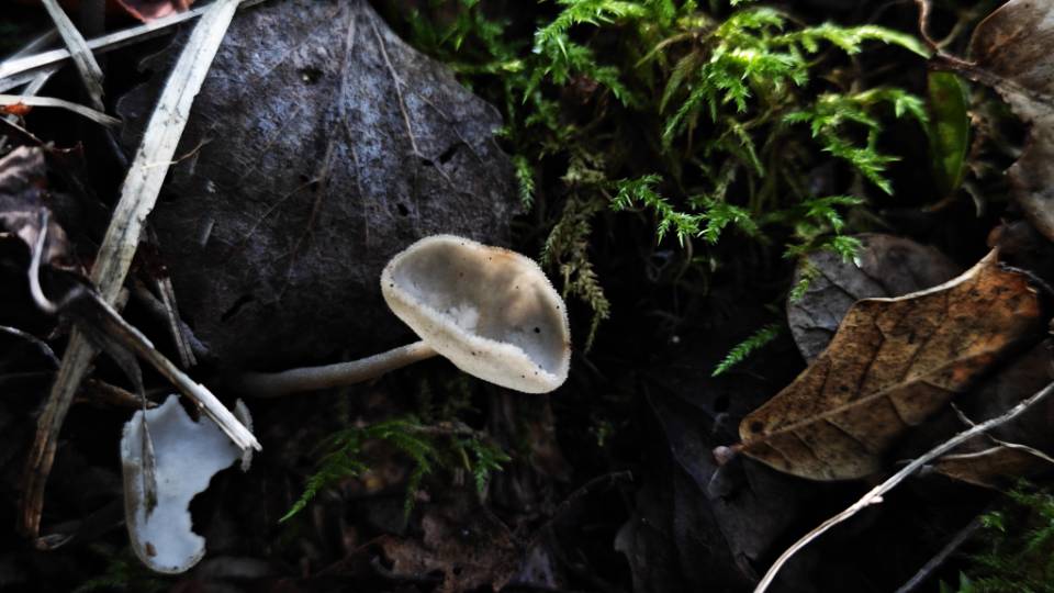 粗柄马鞍菌