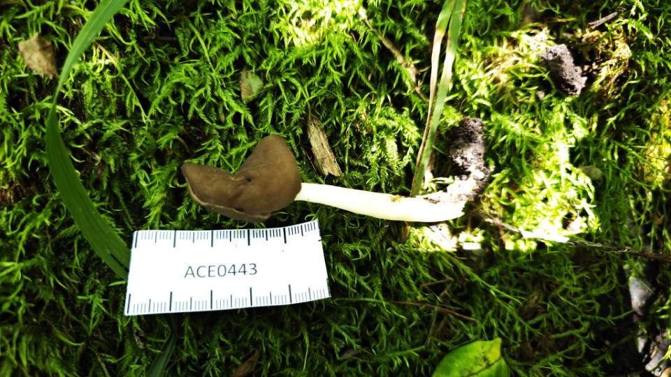 Helvella danica