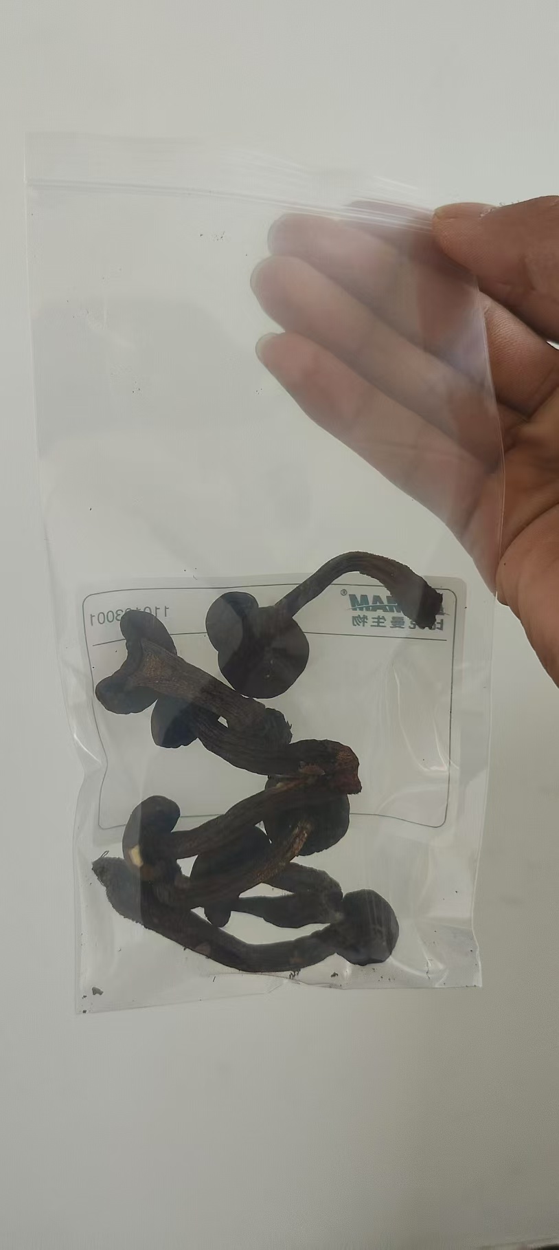 标本照片