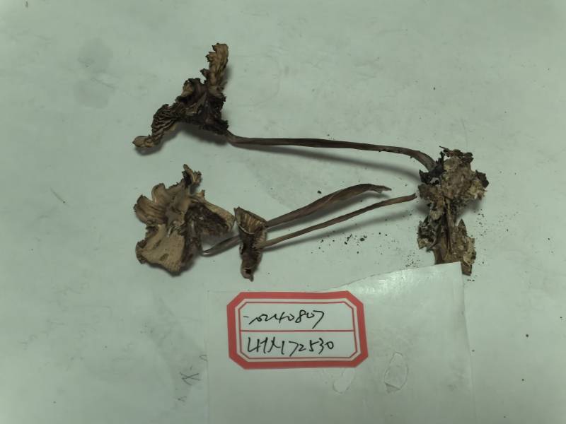 小皮伞属一种
