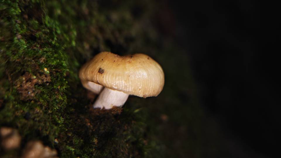 红根红菇