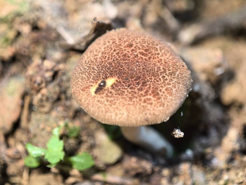 褶孔牛肝菌属一种