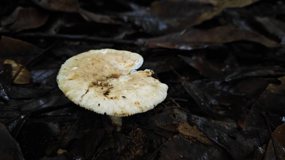 桂黄红菇