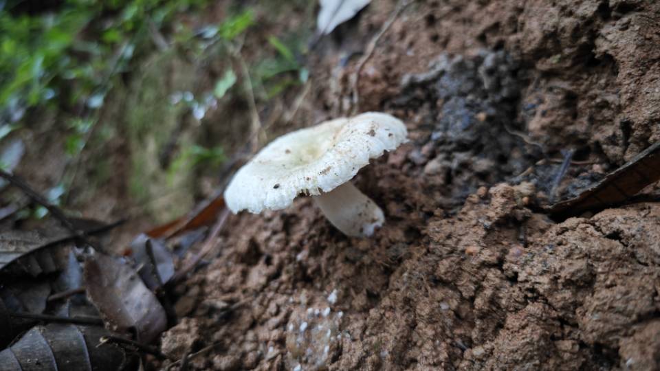 白灰红菇
