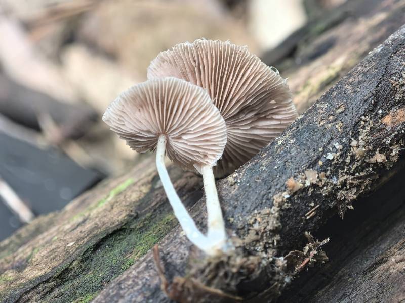 黄盖小脆柄菇