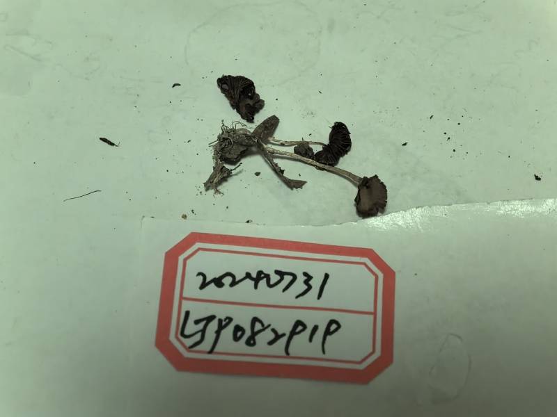 黄盖小脆柄菇
