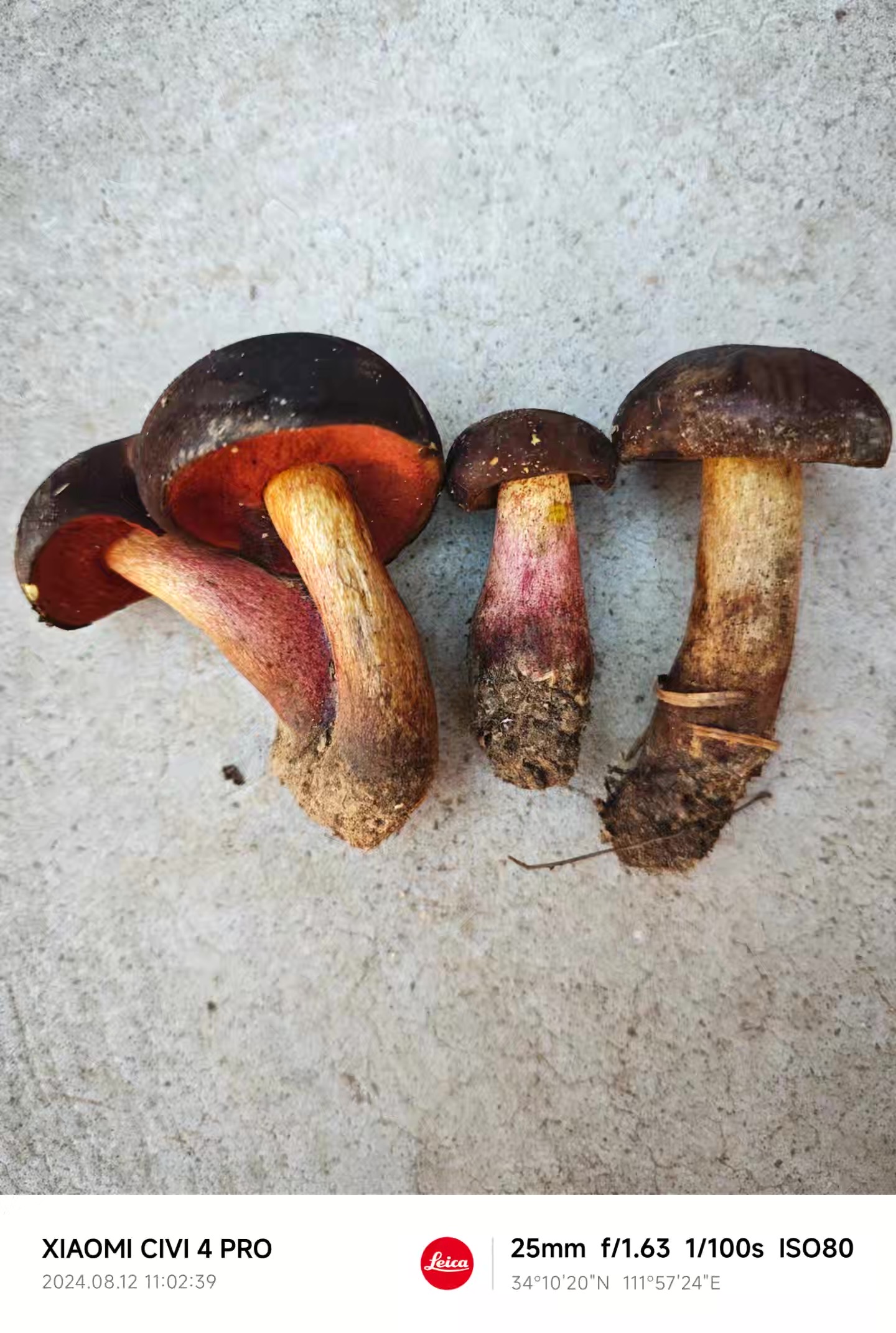 标本照片