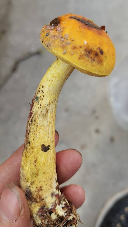 标本照片