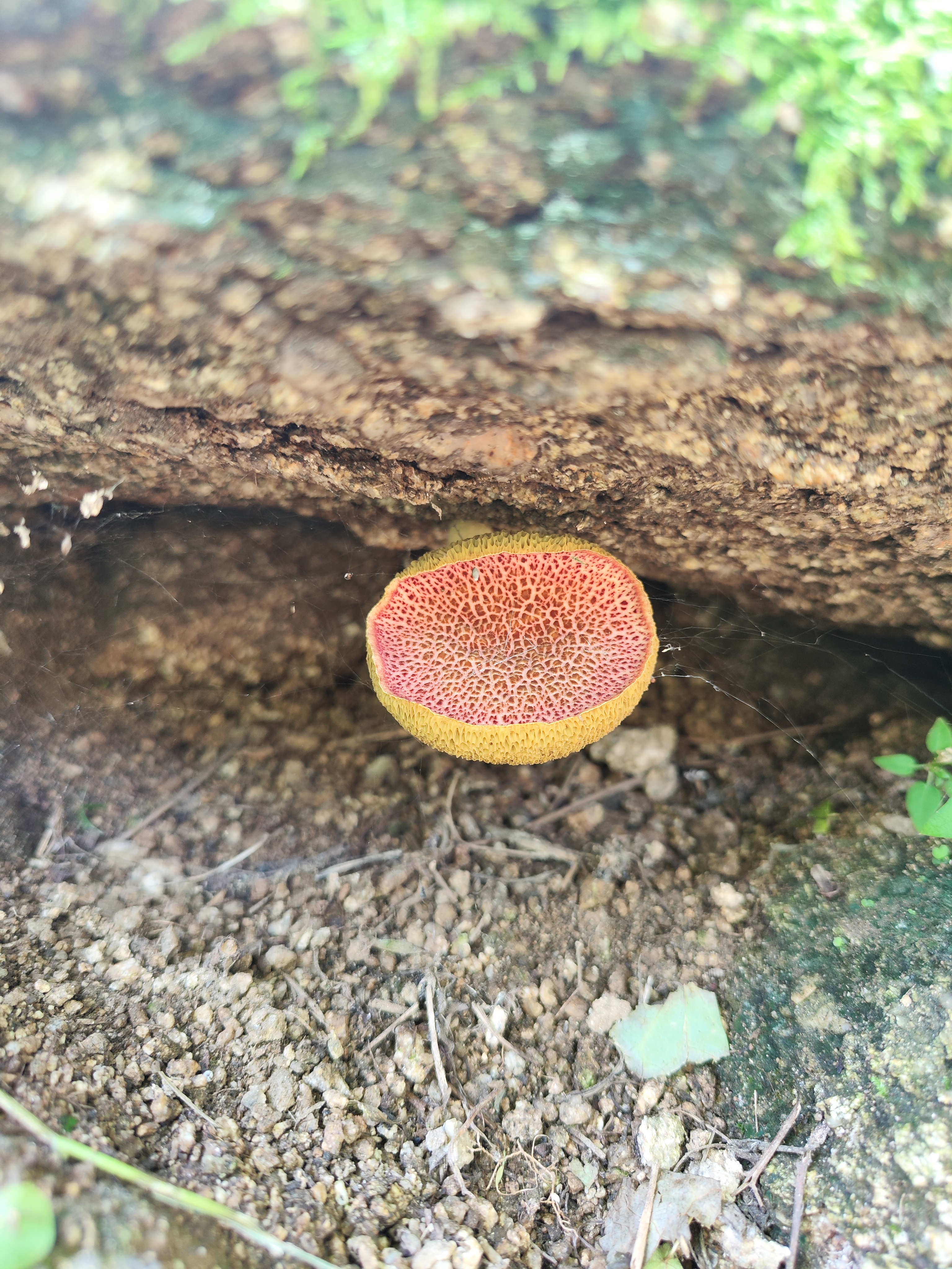 标本照片