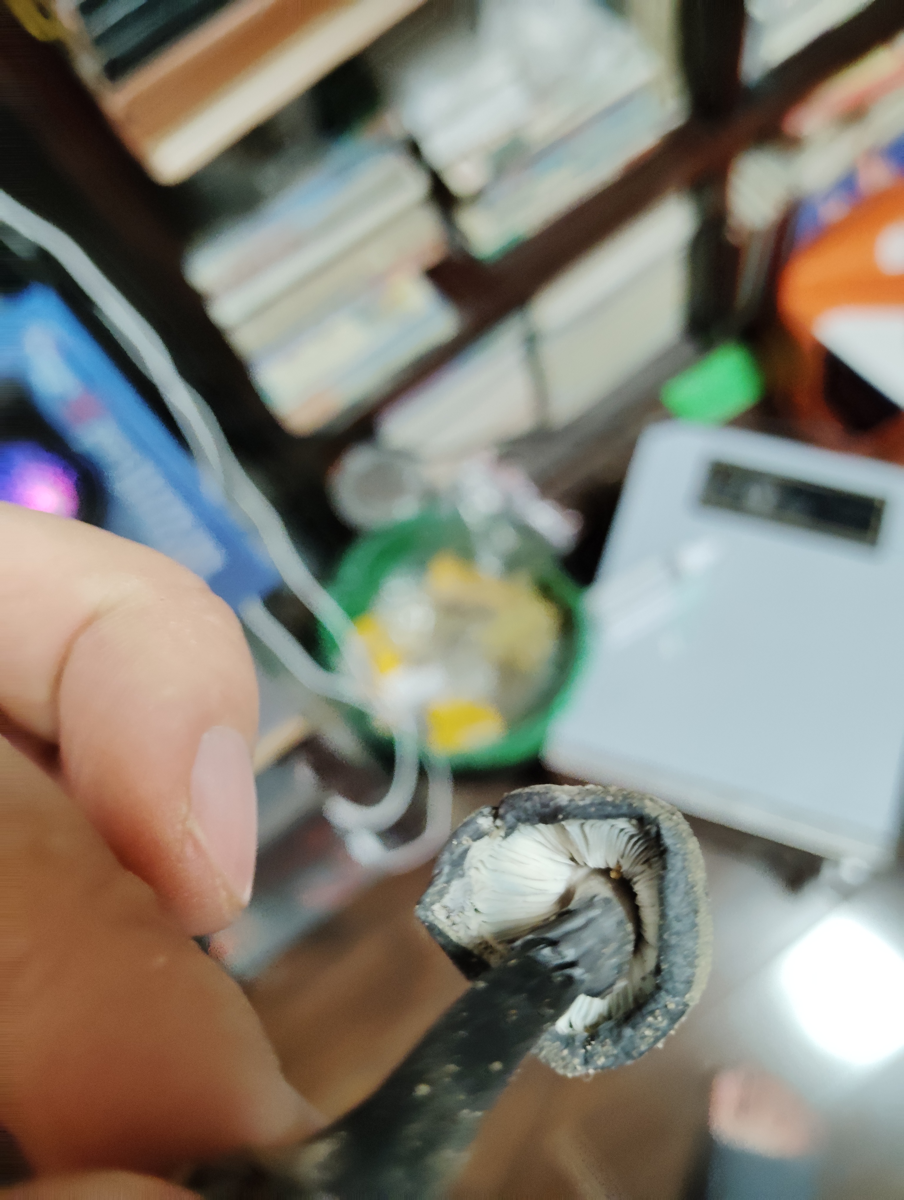标本照片