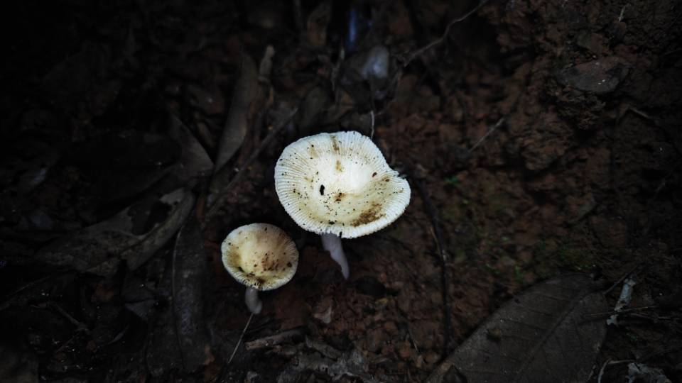 福建红菇