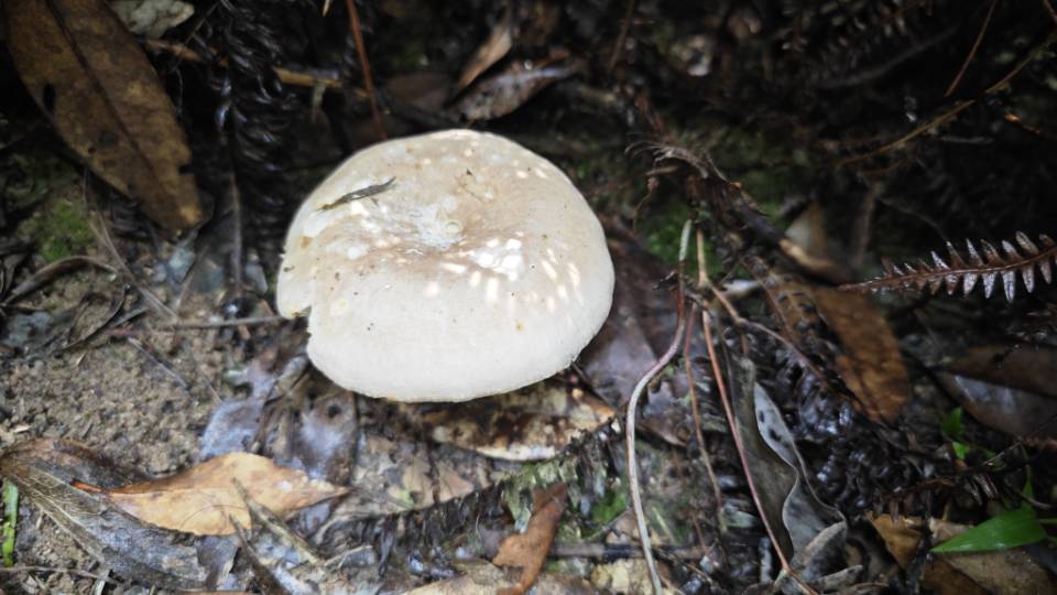 近桂黄红菇