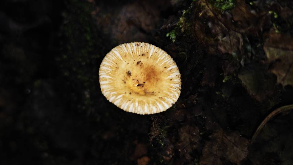 红菇属劣味组一种