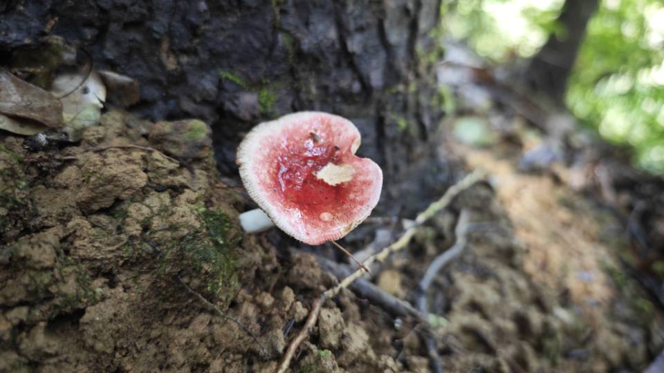 红菇属红菇亚属一种