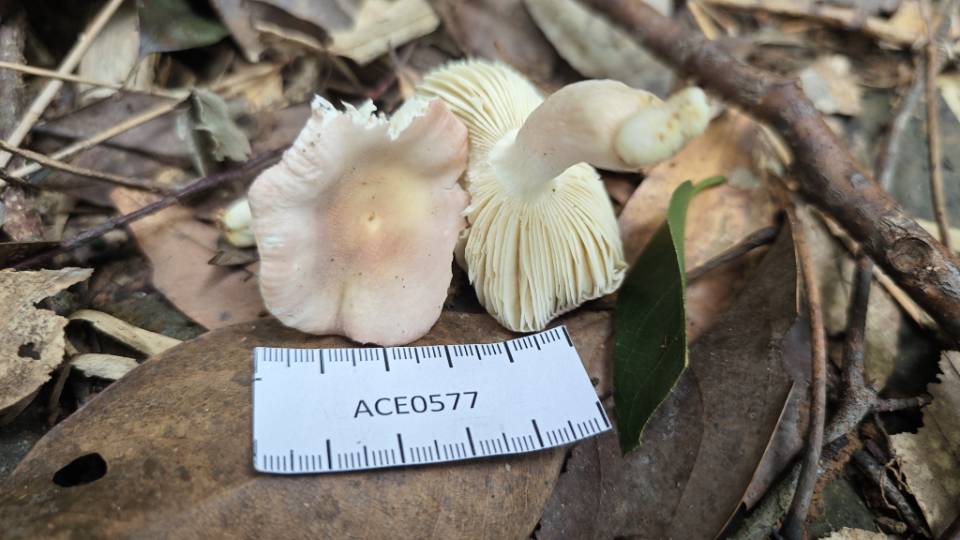 莲红菇