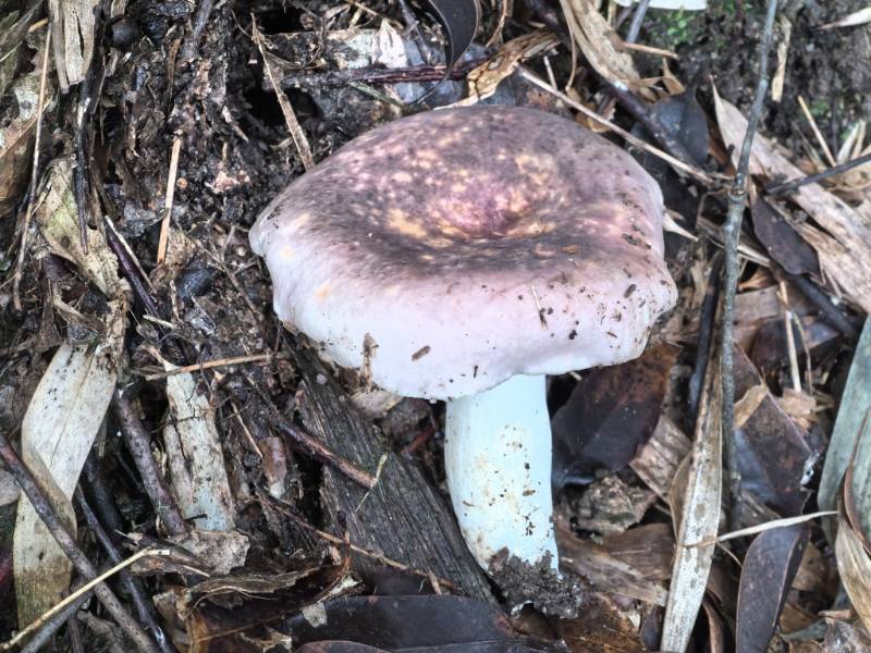 红菇属蓝黄组一种