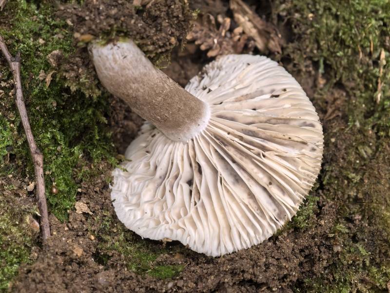 红菇属致密亚属一种