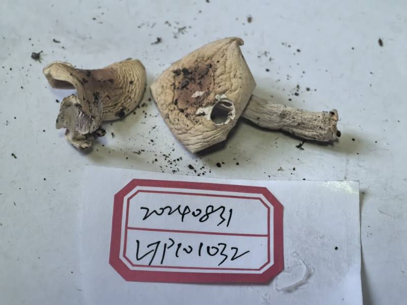 红菇亚属一种
