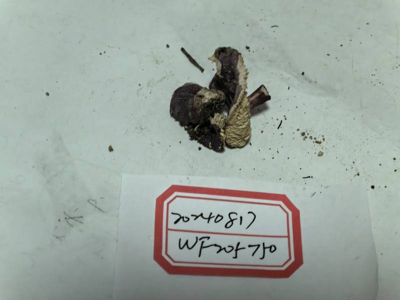 紫疣红菇