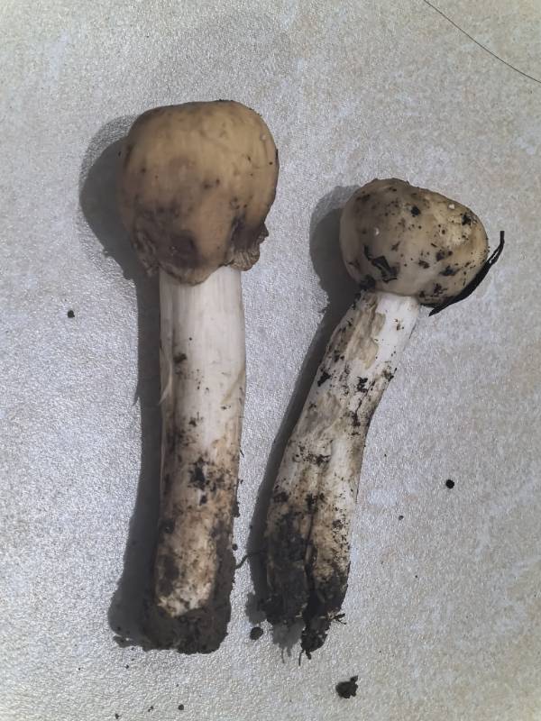 红菇属劣味组一种