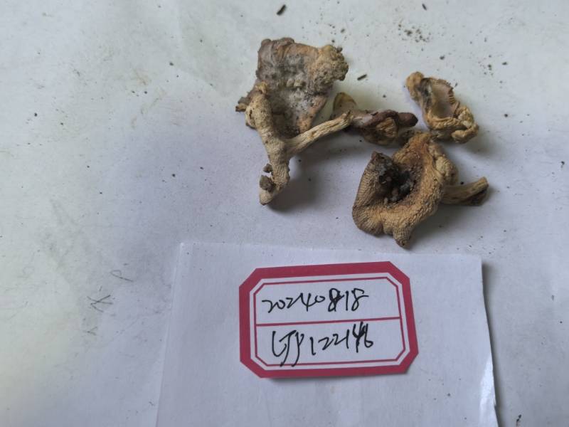 亚黑紫红菇