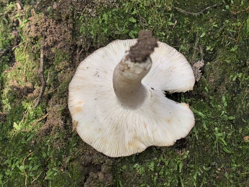 鼎湖红菇