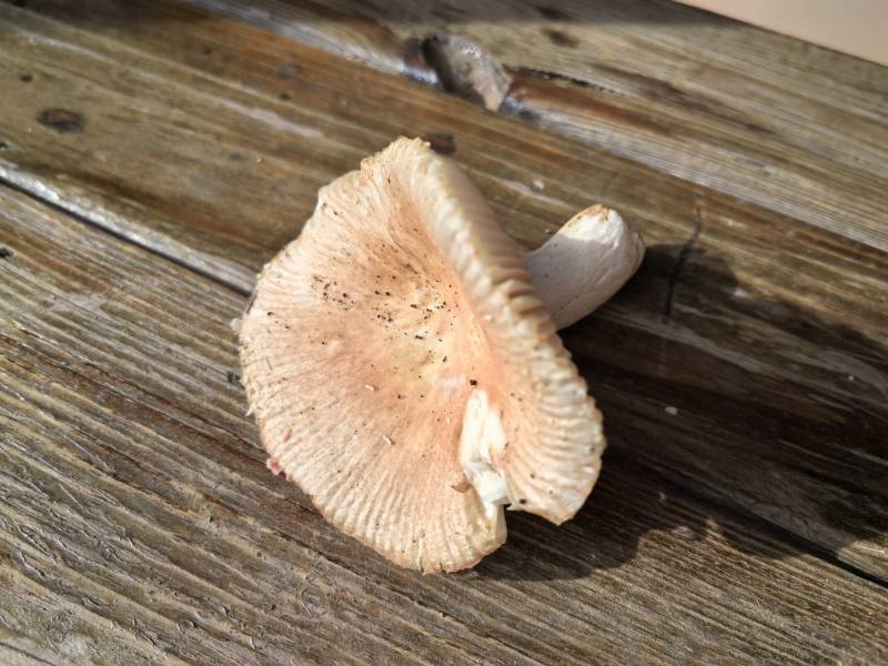 红菇属变绿组