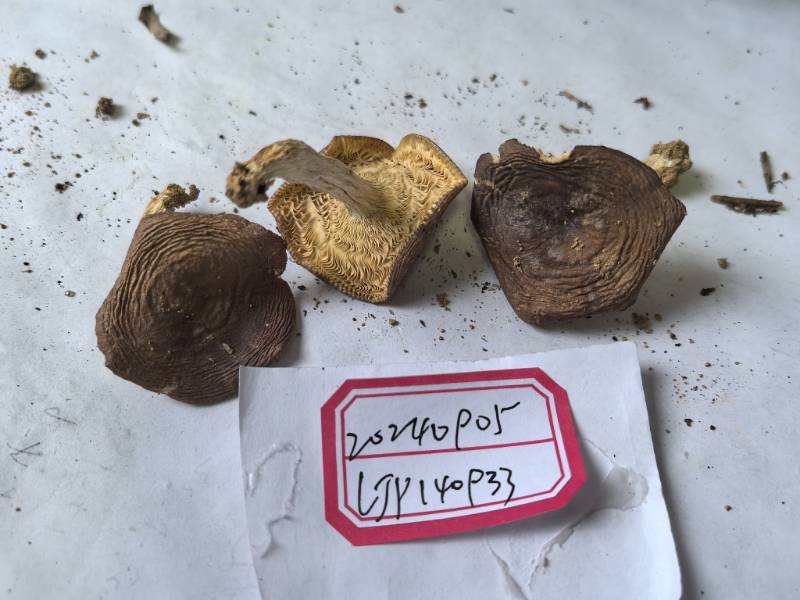 灰柄红菇