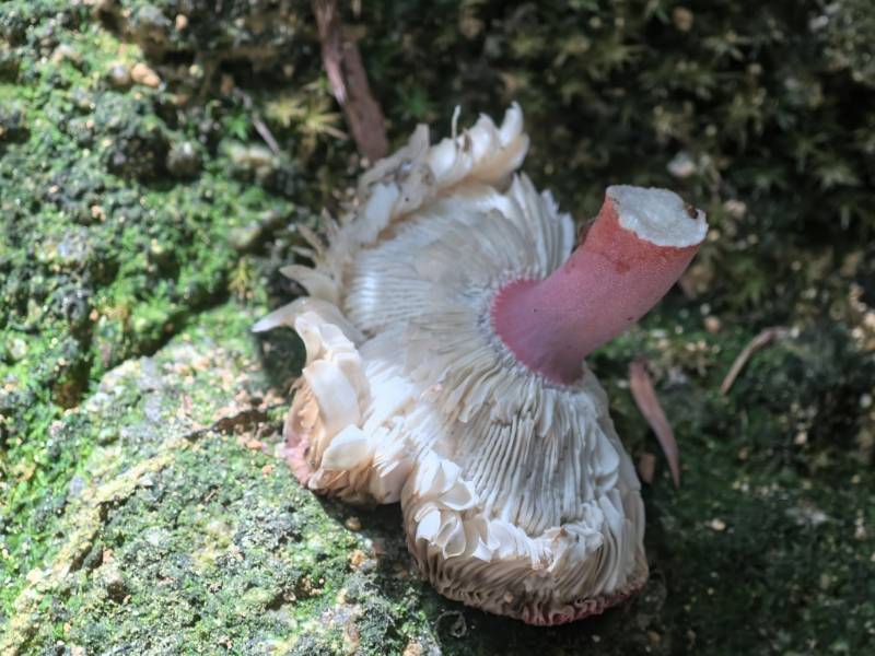 紫疣红菇