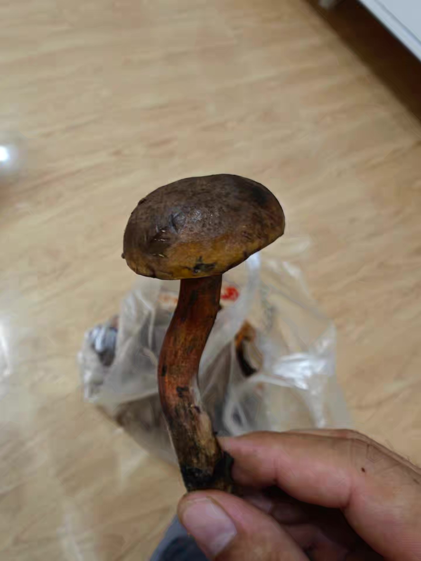标本照片