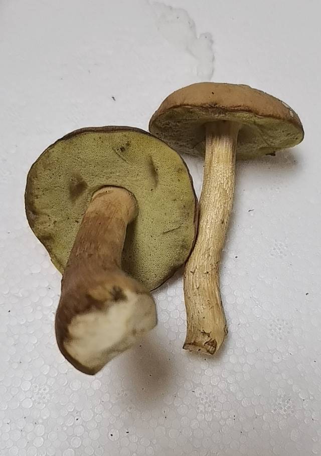 标本照片