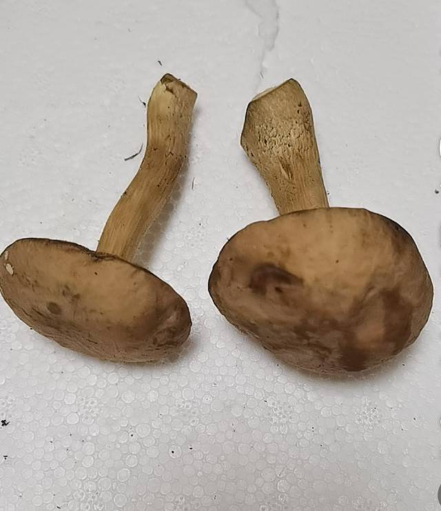 标本照片