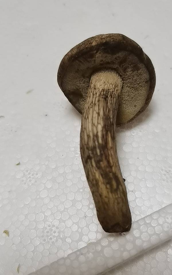 标本照片
