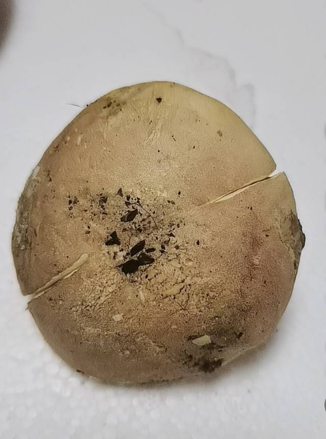 标本照片
