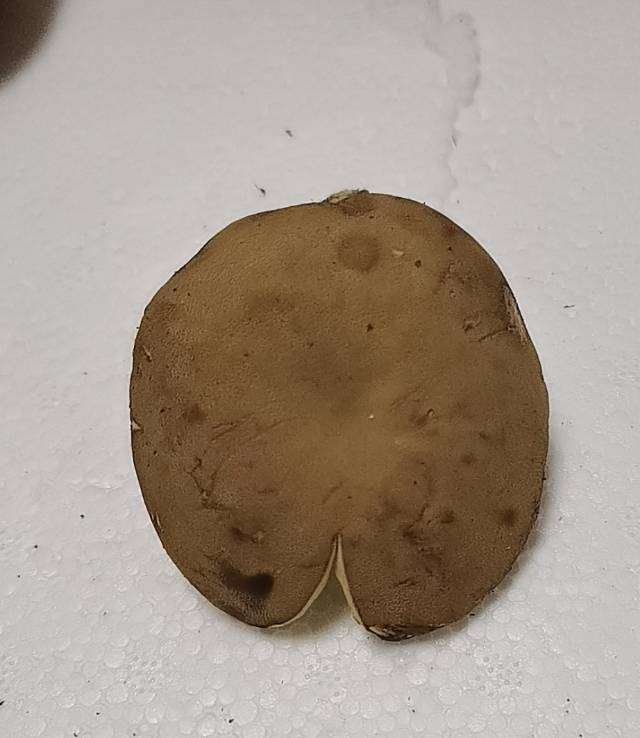 标本照片