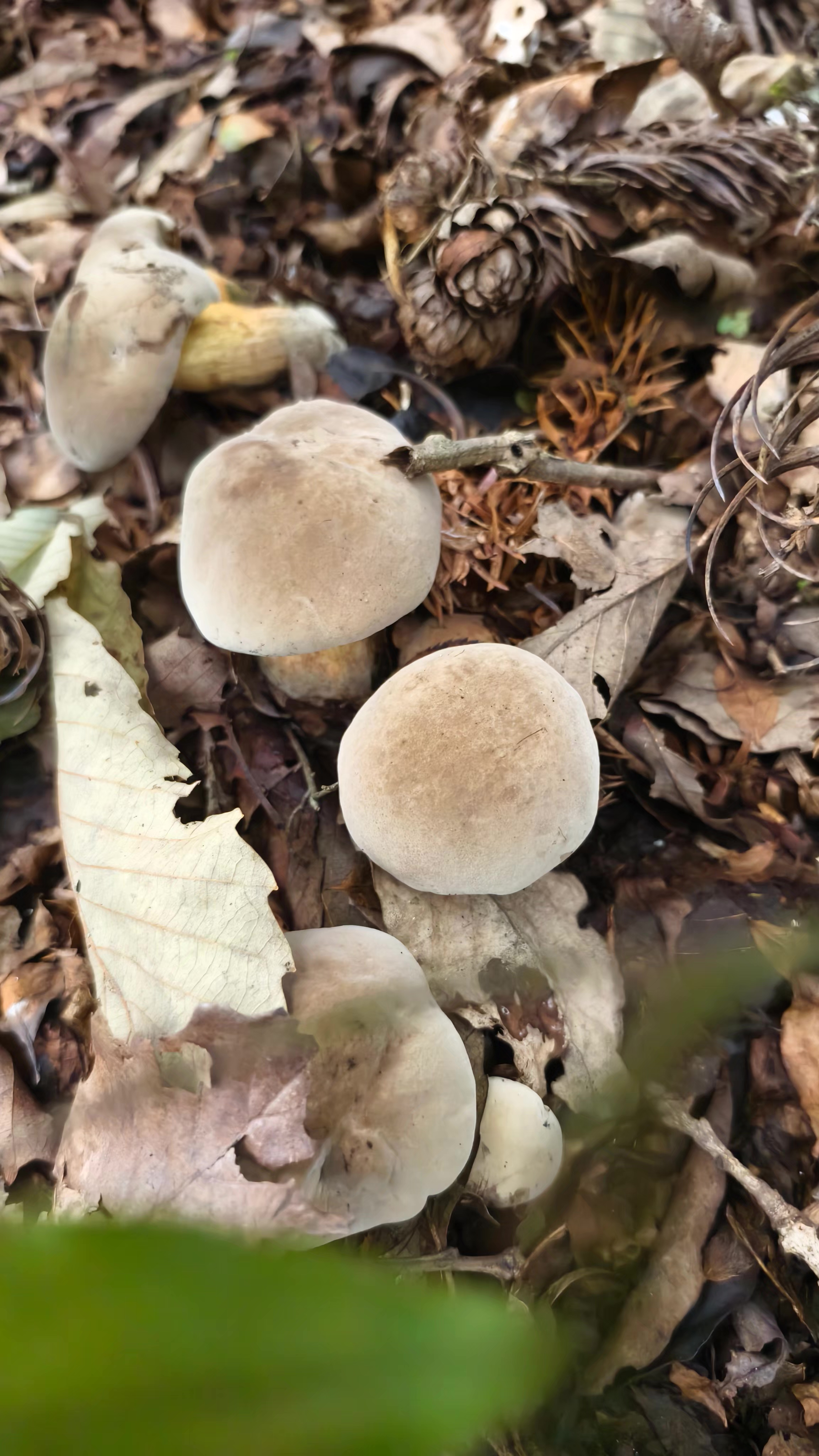 标本照片