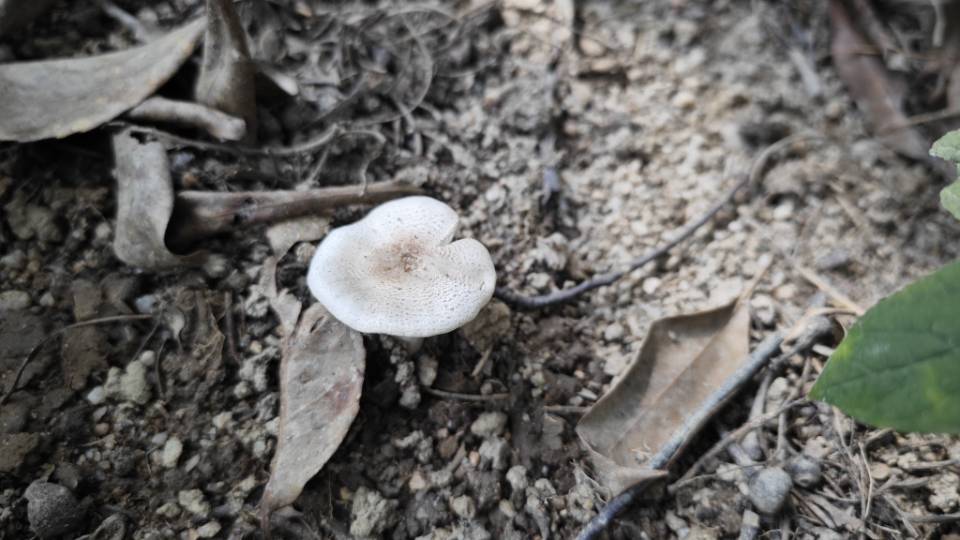 双环蘑菇