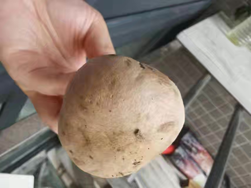标本照片