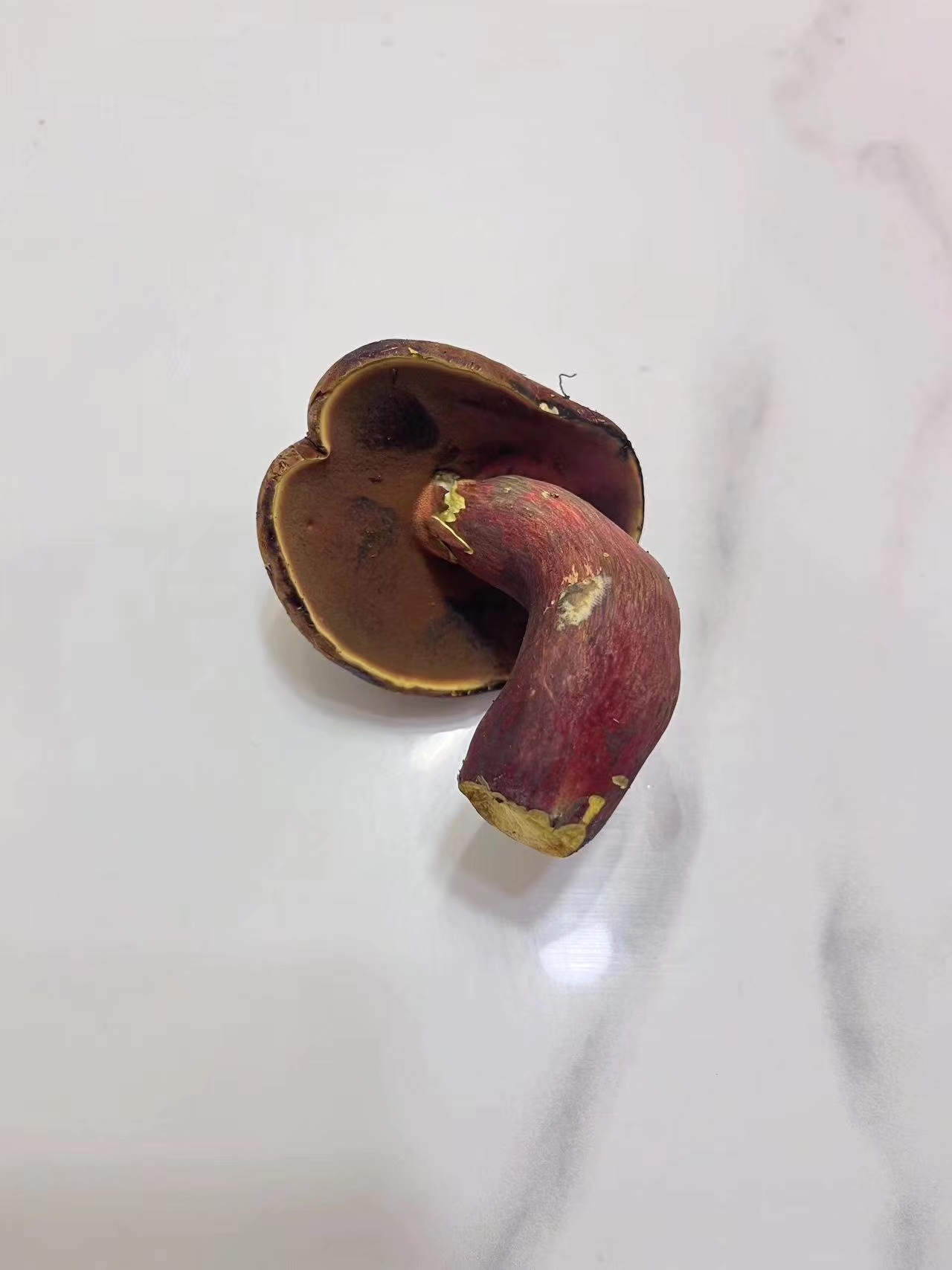 标本照片