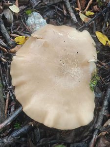 玉蕈离褶伞