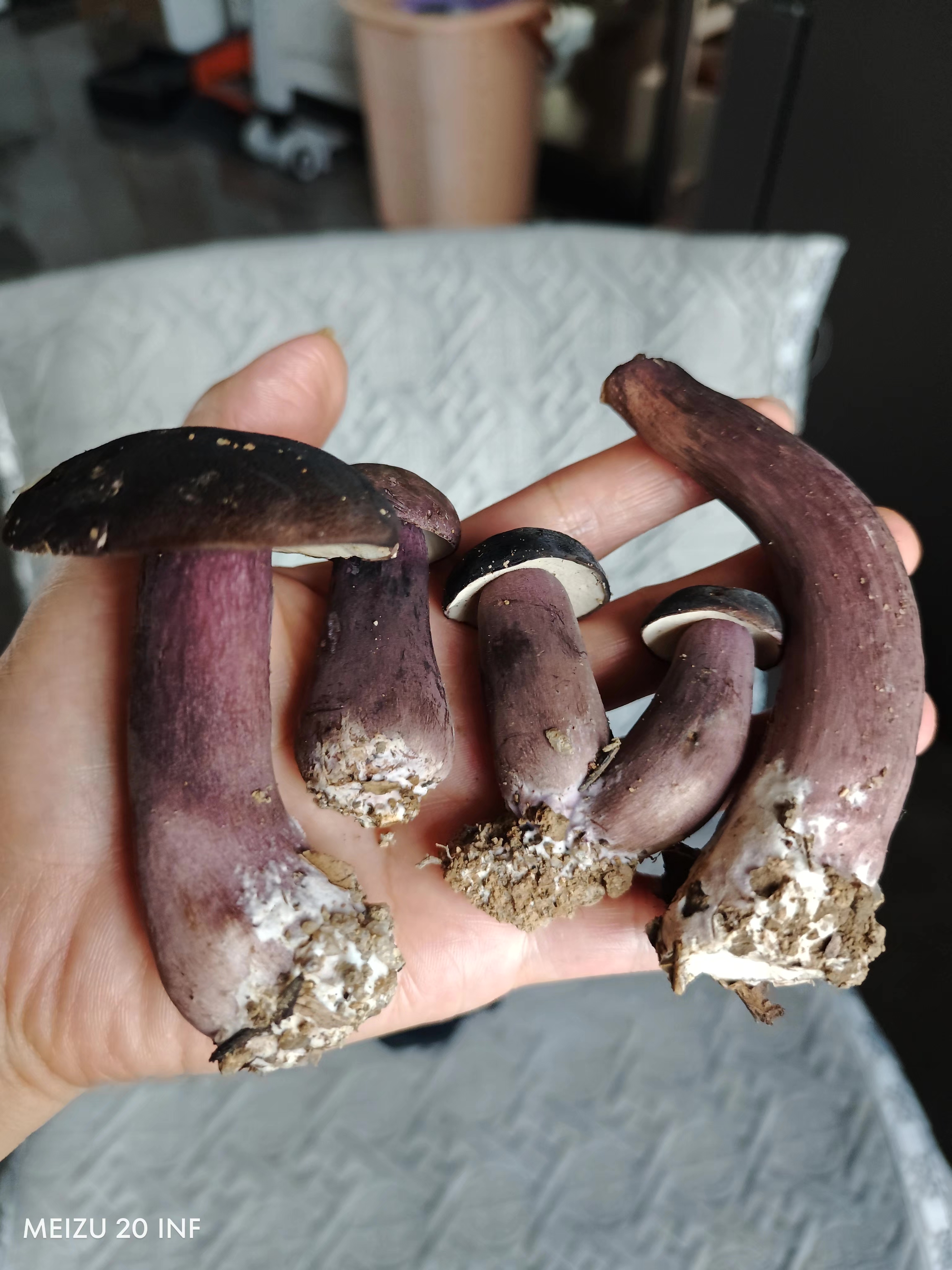 标本照片