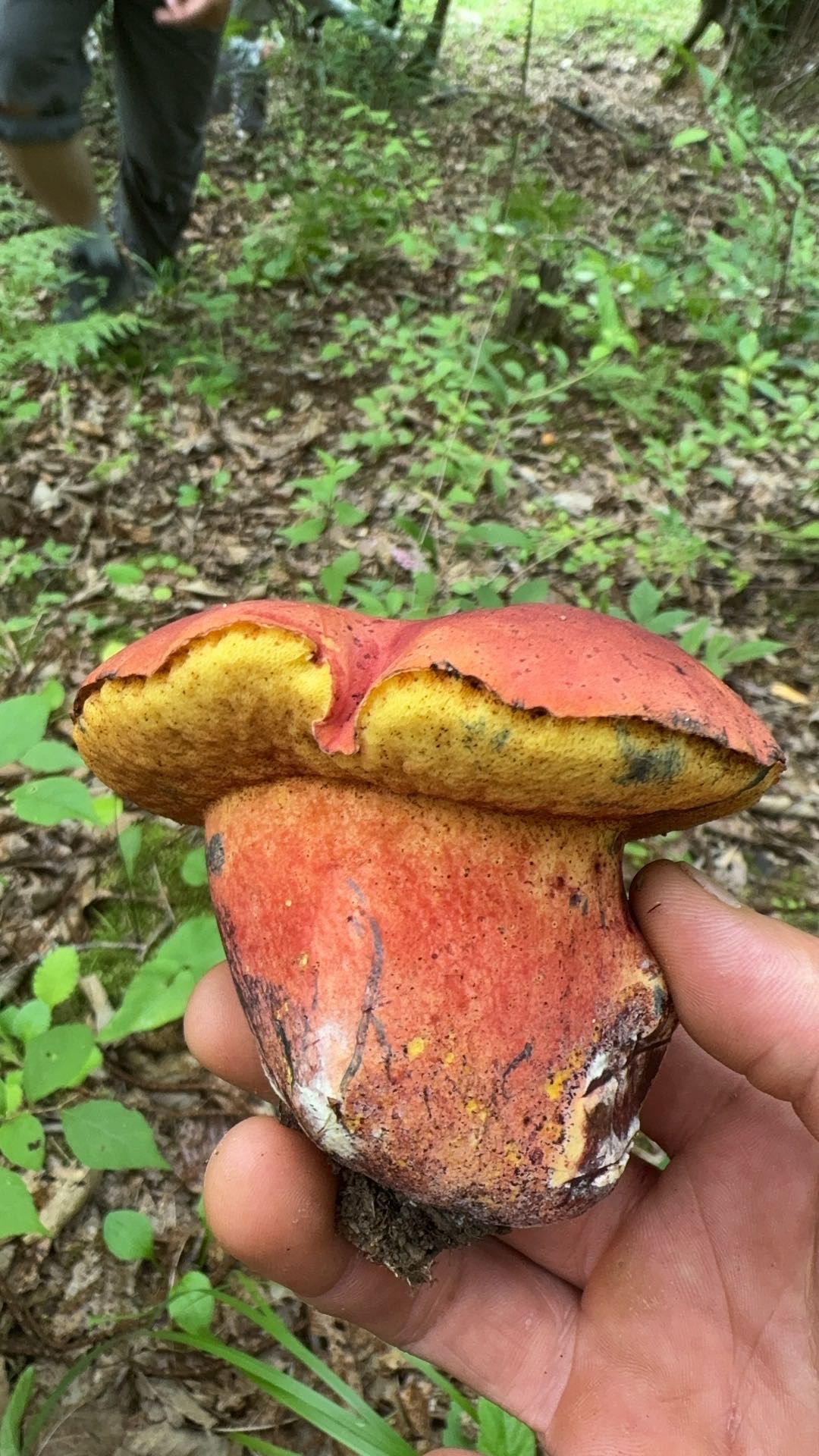 标本照片