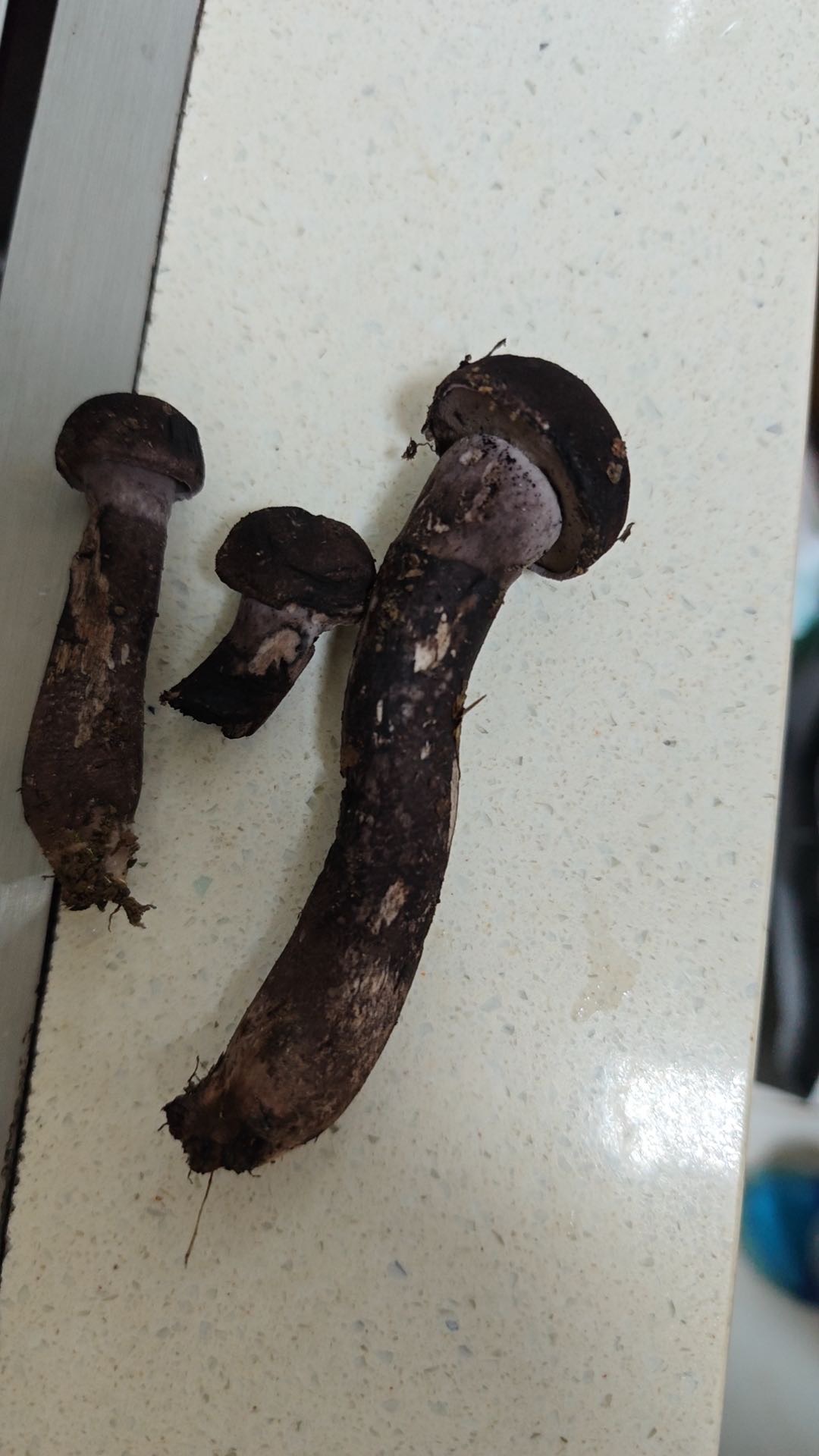 标本照片