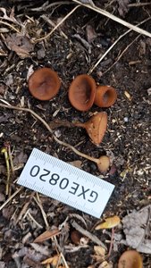 标本照片